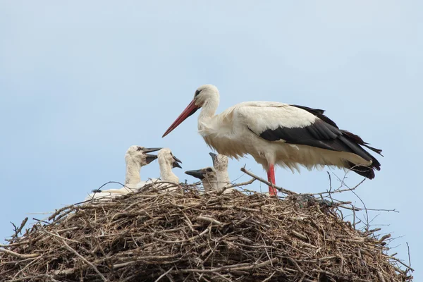 Baby birds of white storks in a nest in the summer Obraz Stockowy