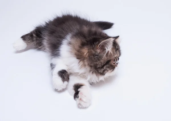 Perzisch-kitten van donkere kleuren — Stockfoto