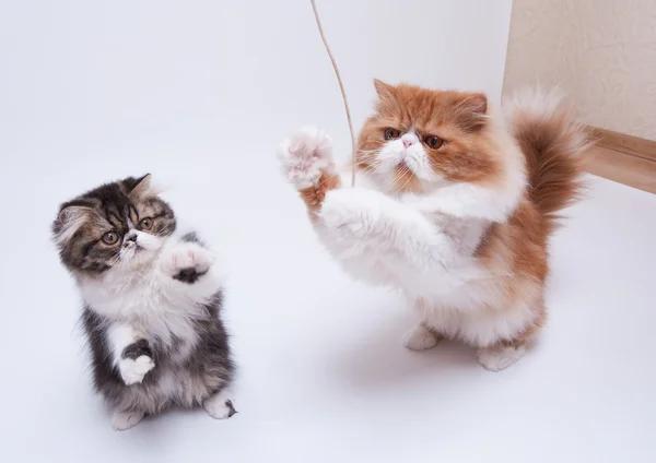 Zwei Perserkatzen unterschiedlicher Färbung — Stockfoto