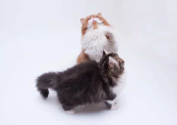 다른 색의 2 개의 페르시아 고양이 — 스톡 사진