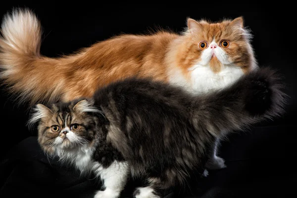 Dos gatos persas de diferentes colores — Foto de Stock