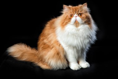 Koyu arka plan üzerinde kırmızı büyük Farsça kedi maliyeti