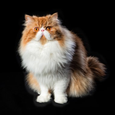 Red big persian cat costs on dark background clipart