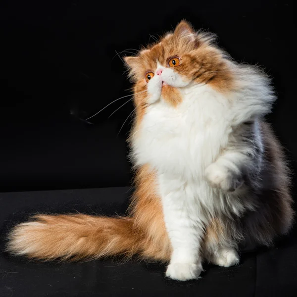 Красный большой персидский кот стоит на тёмном фоне — стоковое фото