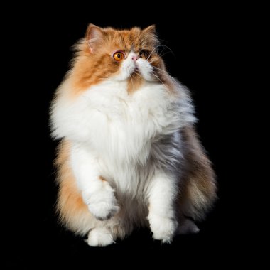 Koyu arka plan üzerinde kırmızı büyük Farsça kedi maliyeti