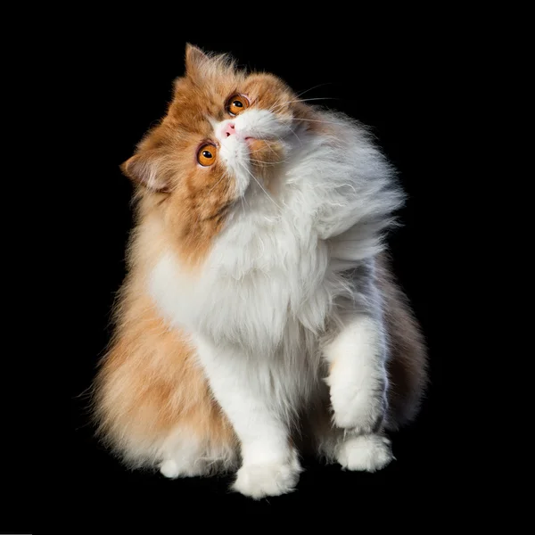Grande gato persa vermelho custa no fundo escuro — Fotografia de Stock