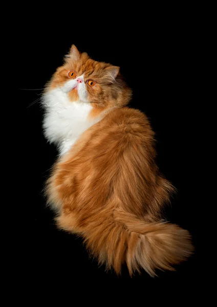 Czerwony duży kot Perski koszty na ciemnym tle Obraz Stockowy