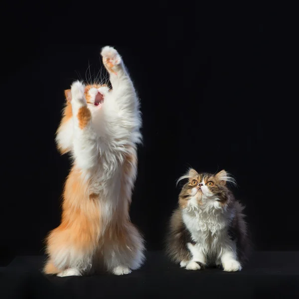 Twee Perzische katten van verschillende kleuren — Stockfoto