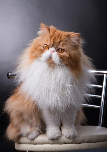 Grande gato persa vermelho custa no fundo escuro — Fotografia de Stock