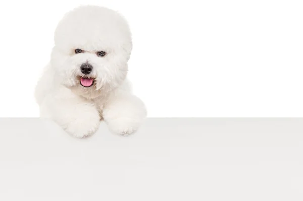 Cão de bishon — Fotografia de Stock