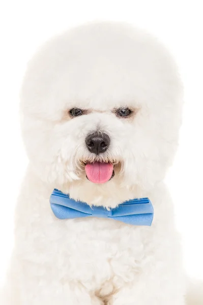 Bichon perro con corbata — Foto de Stock