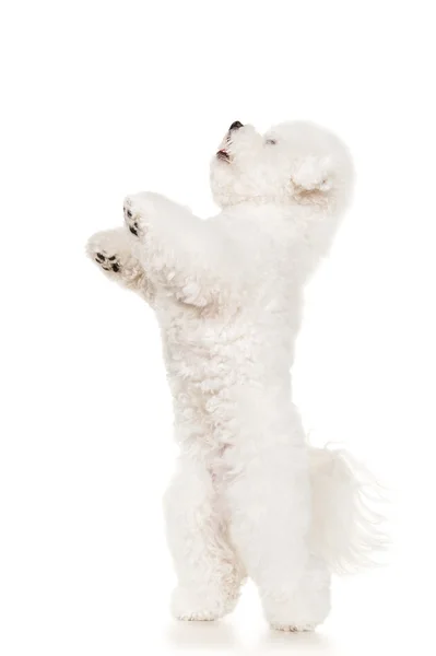 Bichon hond springen — Stockfoto