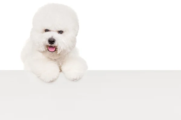 Cão Bichon com uma folha de papel — Fotografia de Stock