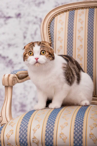 Scottish fold katt på stolen — Stockfoto