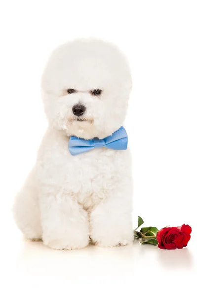 赤いバラとビションの犬 — ストック写真