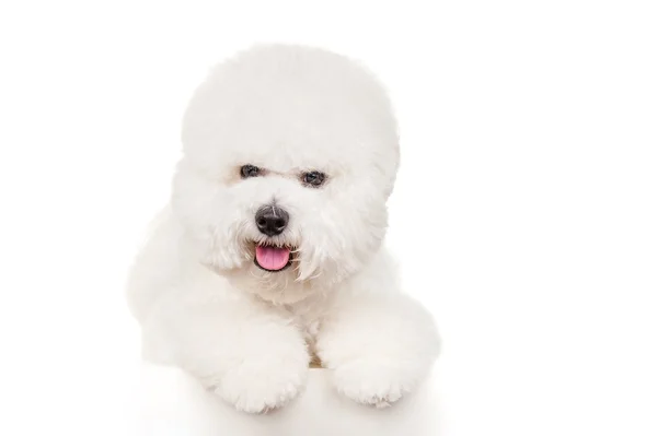 Bichon cão — Fotografia de Stock