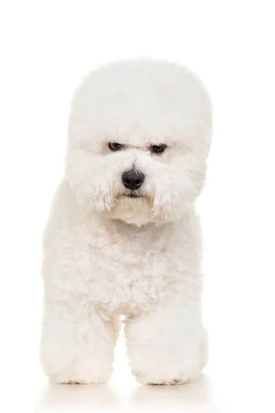 Bichon perro — Foto de Stock