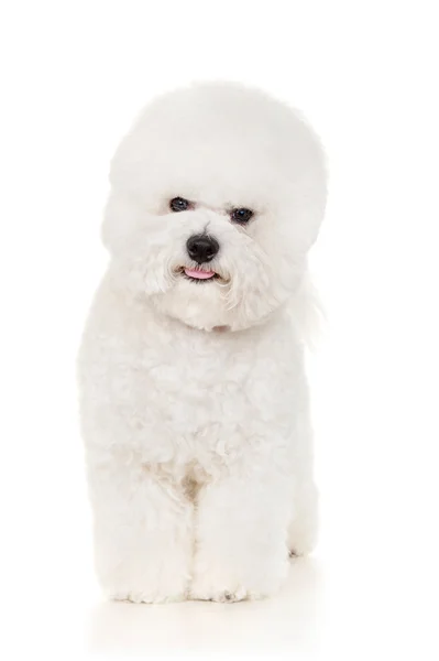 Bichon cão — Fotografia de Stock