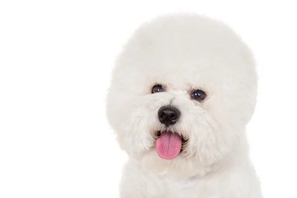 Bichon câine — Fotografie, imagine de stoc