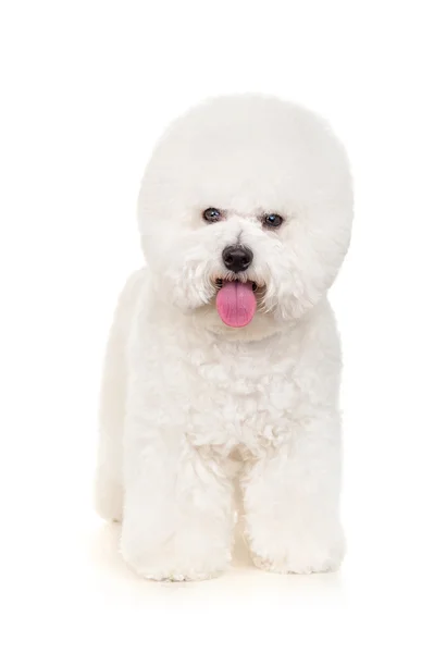 Bichon cão — Fotografia de Stock