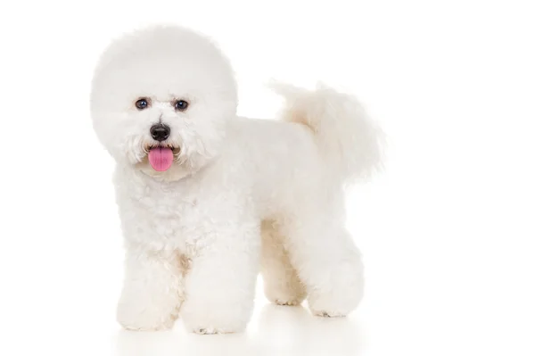 Bichon cão — Fotografia de Stock