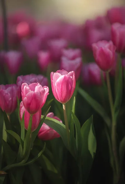 暗いトーンでピンクのチューリップが閉じます 垂直の花のポスター 壁紙や休日のカードのための柔らかい日差しを持つ庭の新鮮な春の花 ロイヤリティフリーのストック画像