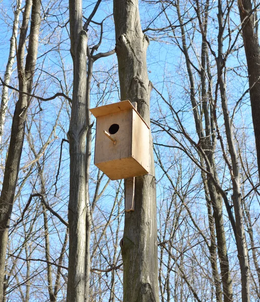 Fågelhus på högt träd i skogen — Stockfoto