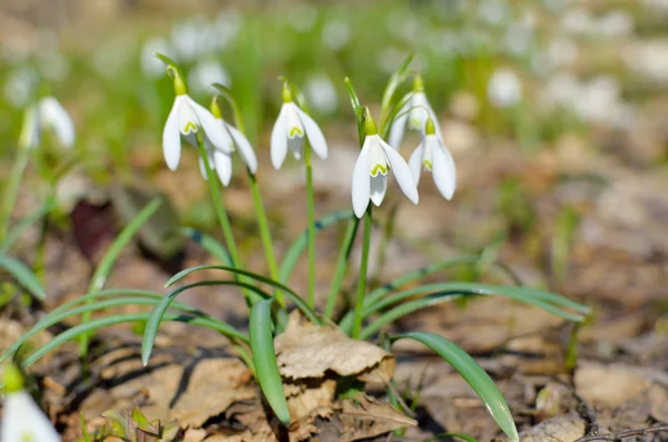 First snowdrops in the forest in spring — Stock Photo, Image