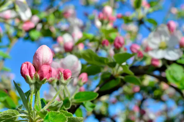 Young apple-tree flowers in the spring garden — Stock Photo, Image