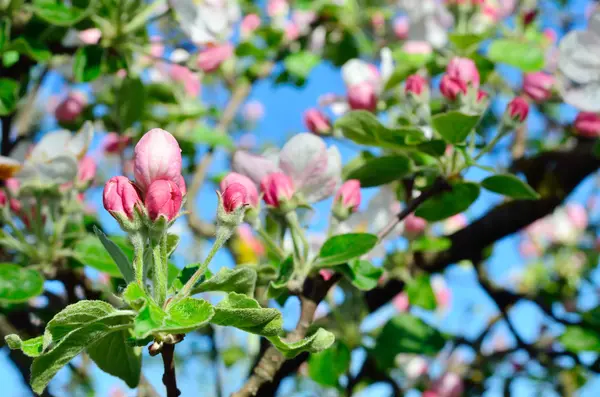 Young apple-tree flowers in the spring garden — Stock Photo, Image