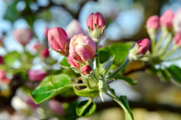 Young apple-tree flowers in the spring garden — Stock Photo, Image