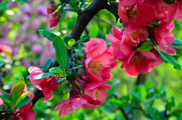 Pink flowers of Japanese quince blossom in the garden — Stock Photo, Image