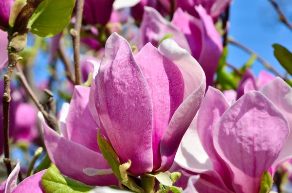 Magnolia flowers in garden on a background of blue sky — Stock Photo, Image