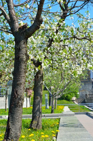 White flowers on the branches of trees in the spring — Stock Photo, Image