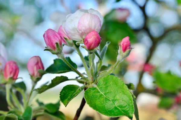 Young apple-tree flowers in the spring garden — Stock Photo, Image