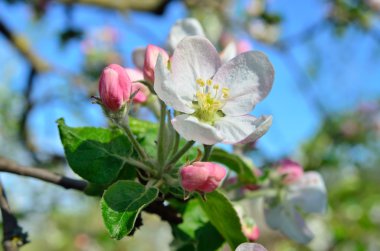 Bahar bahçede genç elma ağacı çiçek