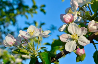 Bahar bahçede genç elma ağacı çiçek