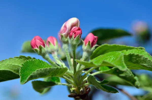 Jonge appelboom bloemen in de lentetuin — Stockfoto