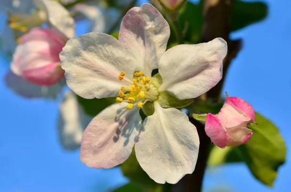Bahar bahçede genç elma ağacı çiçek
