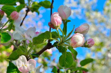 Bahar bahçede genç elma ağacı çiçek