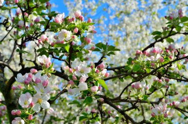 Bahar bahçede genç elma ağacı çiçek