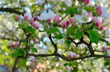 Bahar bahçede genç elma ağacı çiçek