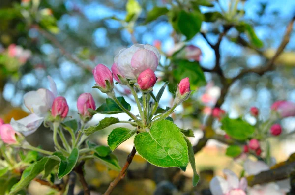 Young apple-tree flowers in the spring garden — Stock Photo, Image