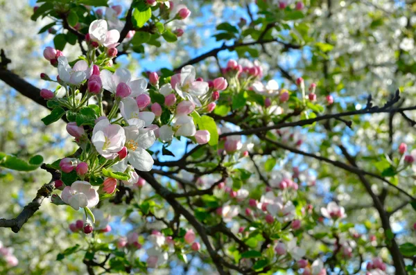 Bahar bahçede genç elma ağacı çiçek