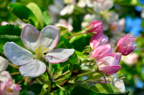 Jonge appelboom bloemen in de lentetuin — Stockfoto