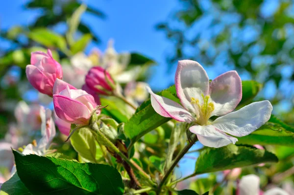Young apple-tree flowers in the spring garden — Stock Photo, Image