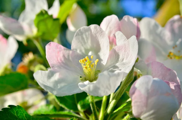 Young apple-tree flowers in the spring garden — Stock Photo, Image