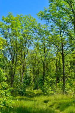 Genç ormanda ince ağaçlar Yazın yeşil