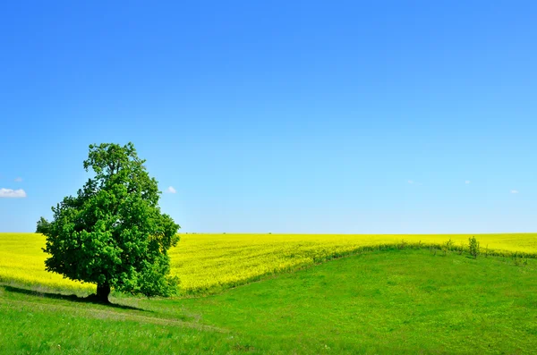 Árbol solitario en las colinas y hierba verde — Foto de Stock