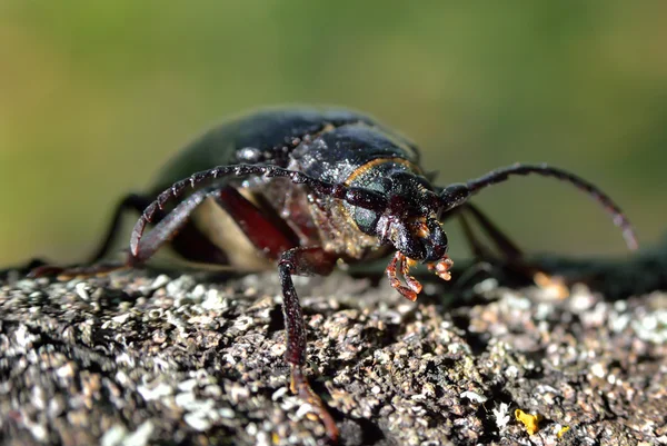 Escarabajo negro leñador-curtidor arrastrándose sobre la corteza del árbol —  Fotos de Stock
